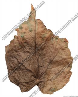 Leaves Dead 0043